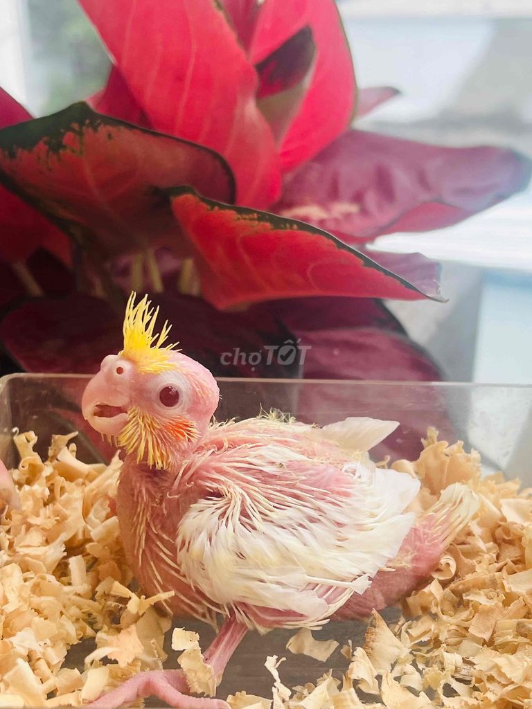 Vẹt Cockatiel Lutino mắt đỏ khỏe mạnh. Mua bán Chim tại Quận Bình Tân Tp Hồ Chí Minh được đăng bởi Nguyễn Xuân đạt  hình 1