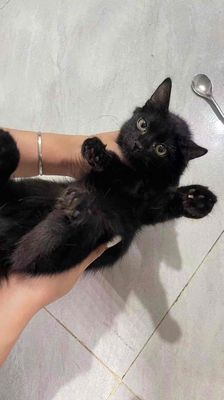 Mèo Ald Cái Đen Đã tiêm ngừa, niểng đầu nhẹ