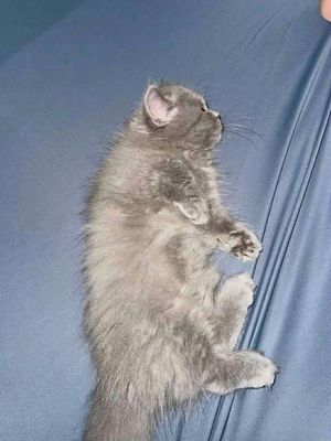 Mèo Ba Tư lai xám 2 tháng tuổi đã tiêm phòng. Mua bán Mèo tại Thành phố Đồng Xoài Bình Phước được đăng bởi Bi