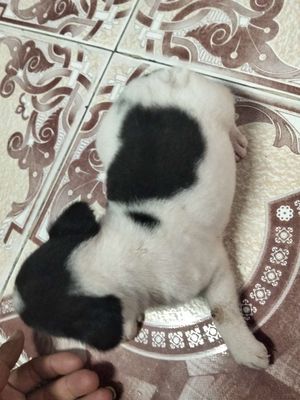 Chó Poodle đen trắng