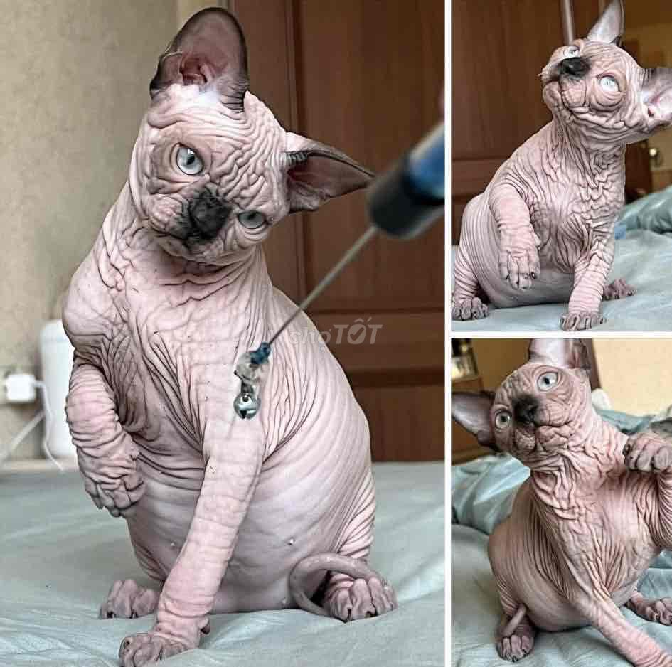 thanh lý cặp mèo sphynx nhập Nga trưởng thành. Mua bán Mèo tại Quận Bình Tân Tp Hồ Chí Minh được đăng bởi Linh Amy hình 1