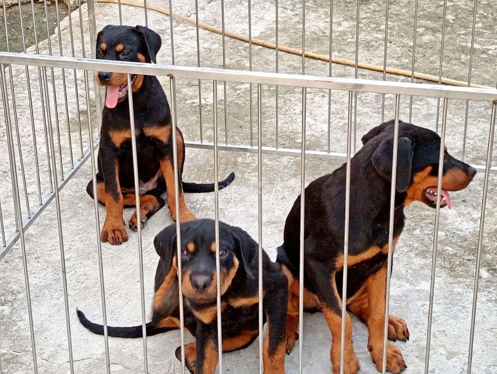 Chó Rottweiler Đực Cái Đen vàng. Mua bán Chó tại Thành phố Long Xuyên An Giang được đăng bởi Nhân Rottweiler  hình 1