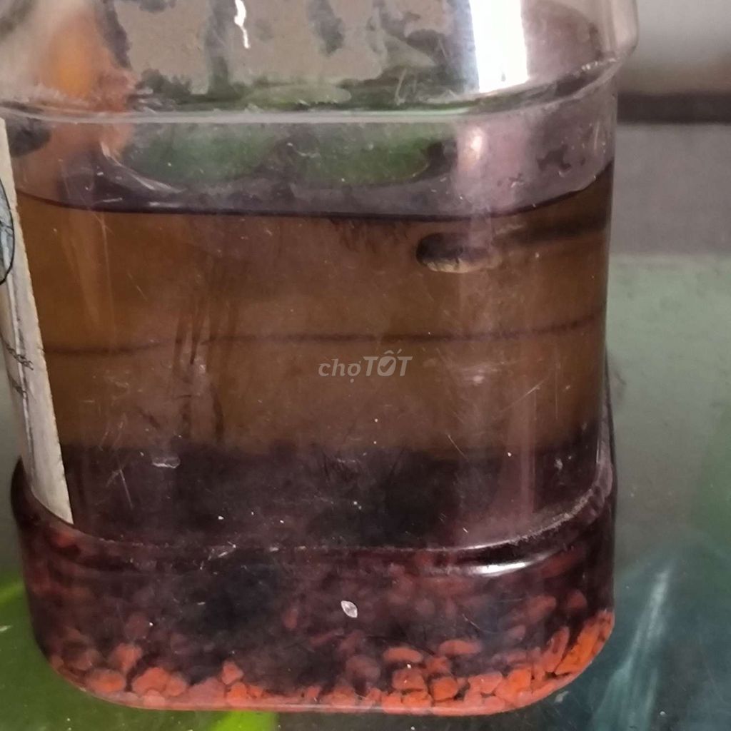 PH đốm vàng + vây xanh lấy cả hai 120k. Mua bán Thú cưng khác tại Quận Thốt Nốt Cần Thơ được đăng bởi Nguyễn Thái Hưng hình 1