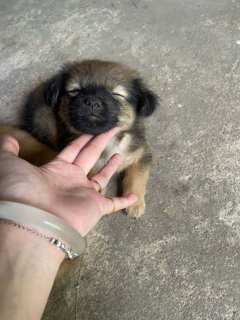 Chó Phốc Sóc lai Nhật mini đực 1 tháng. Mua bán Chó tại Huyện Châu Thành An Giang được đăng bởi Duyên anh hình 1