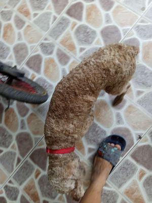 Poodle