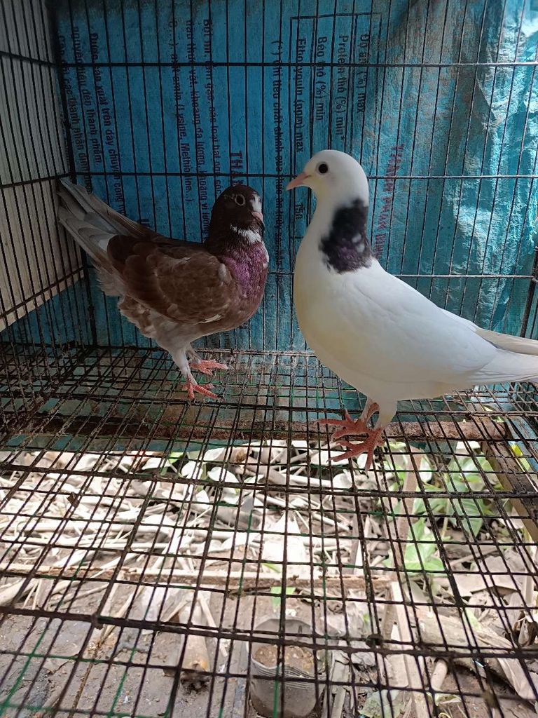 Chim bồ câu Pháp tơ khỏe mạnh. Mua bán Chim tại Quận Bình Thuỷ Cần Thơ được đăng bởi Khang hình 1