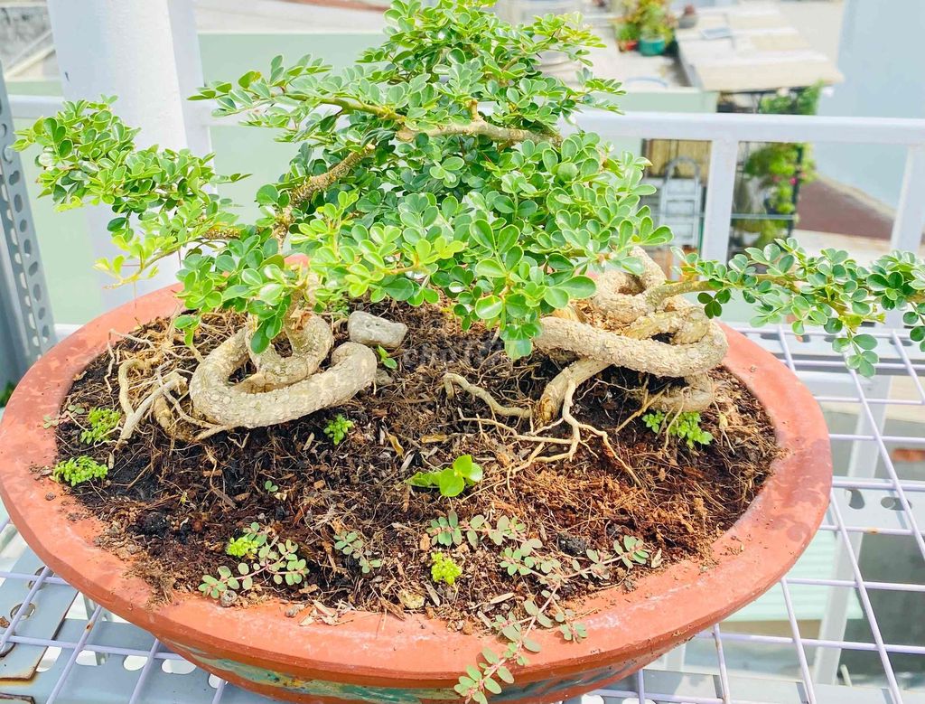 Cây cảnh Cần thăng cổ điển, Song thụ bonsai quý. Mua bán Cây cảnh, đồ trang trí tại Quận Tân Phú Tp Hồ Chí Minh được đăng bởi Nguyễn Hoàng hình 1