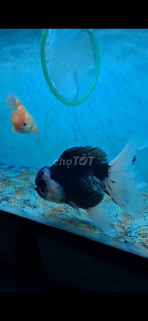 Cá vàng. Mua bán Thú cưng khác tại Thành phố Tây Ninh Tây Ninh được đăng bởi luân gunpy hình 1