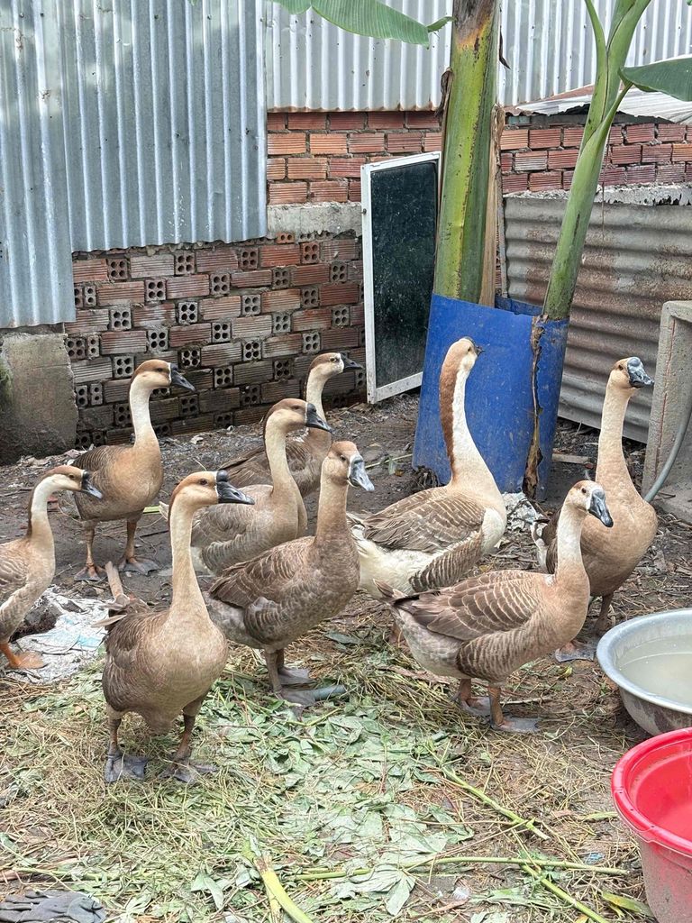 Ngỗng Sư Tử lai. Mua bán Thú cưng khác tại Quận 12 Tp Hồ Chí Minh được đăng bởi HoanGNam Phát Farm hình 1
