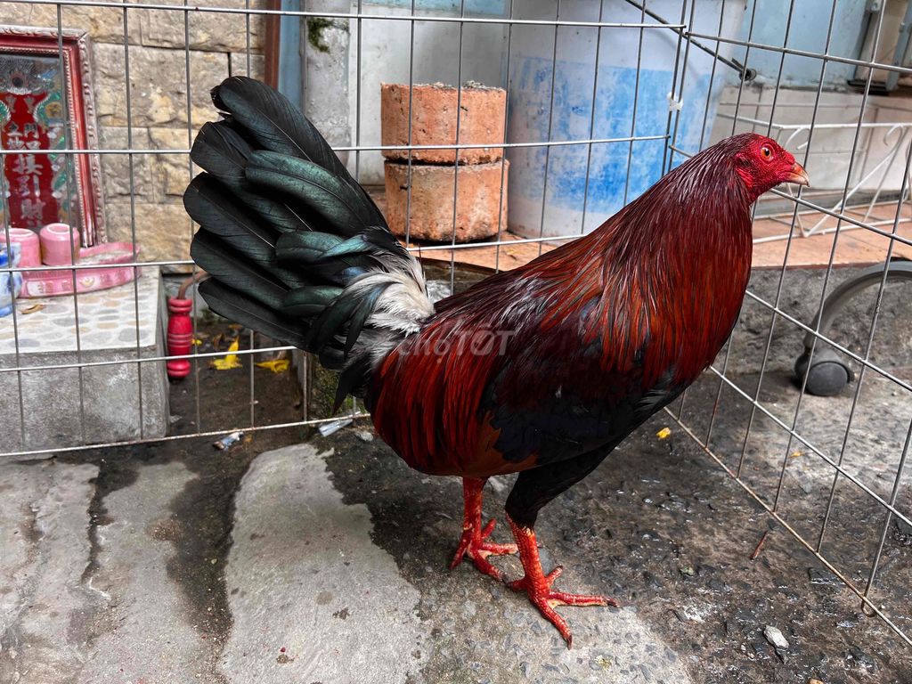 gà điều đỏ chân trắng 1kg420 sút liền ms014. Mua bán Gà tại Huyện Bình Chánh Tp Hồ Chí Minh được đăng bởi Tuấn Gà Đá  hình 1