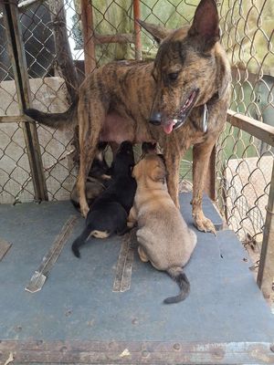 Chó ăn khỏe manh. Mua bán Chó tại Thị xã Bến Cát Bình Dương được đăng bởi Bui van be