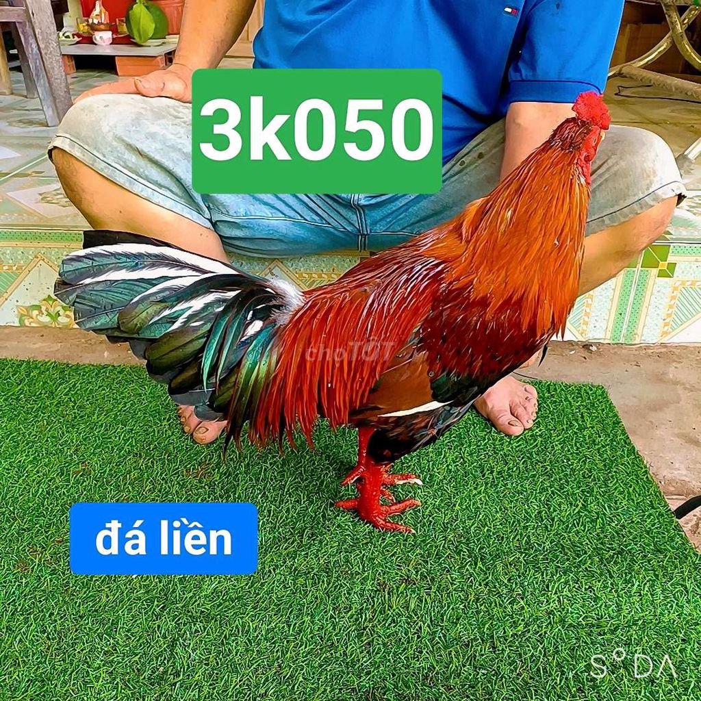 vàng. 3k050. đá liền