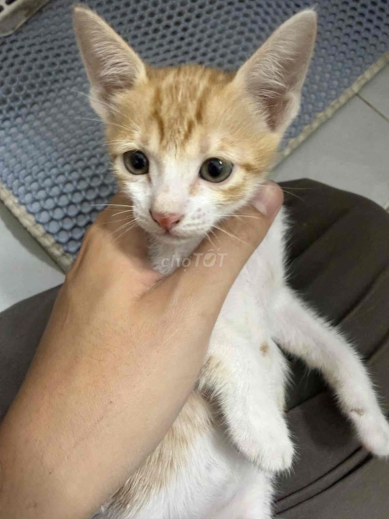 Mèo nhà cái Cam trắng. Mua bán Mèo tại Thành phố Thủ Đức Tp Hồ Chí Minh được đăng bởi Trần Minh Anh  hình 1