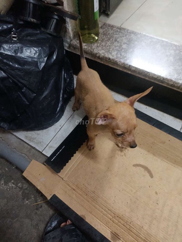 Chó Phốc đực 3 tháng tuổi. Mua bán Chó tại Quận Hai Bà Trưng Hà Nội được đăng bởi OANH TẠC CƠ hình 1