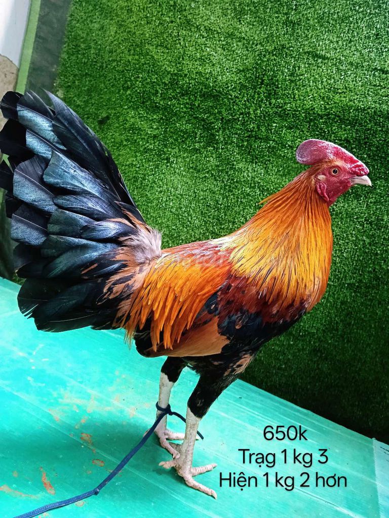 Gà chọi hiện  1.2kg Đỏ, đen, vàng trạg 1 kg 3. Mua bán Gà tại Quận Gò Vấp Tp Hồ Chí Minh được đăng bởi nam gà tre  hình 1
