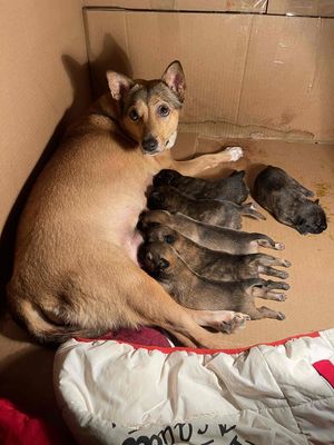 Chó con dễ thương