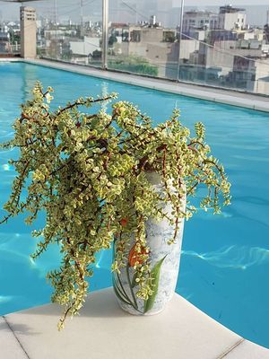 Sen đá đô la thụ. Mua bán Cây cảnh, đồ trang trí tại Quận Tân Bình Tp Hồ Chí Minh được đăng bởi Hoài An