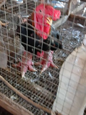 Gà thịt 150k kí ( đông tảo). Mua bán Gà tại Huyện An Phú An Giang được đăng bởi Nguyễn Hậu