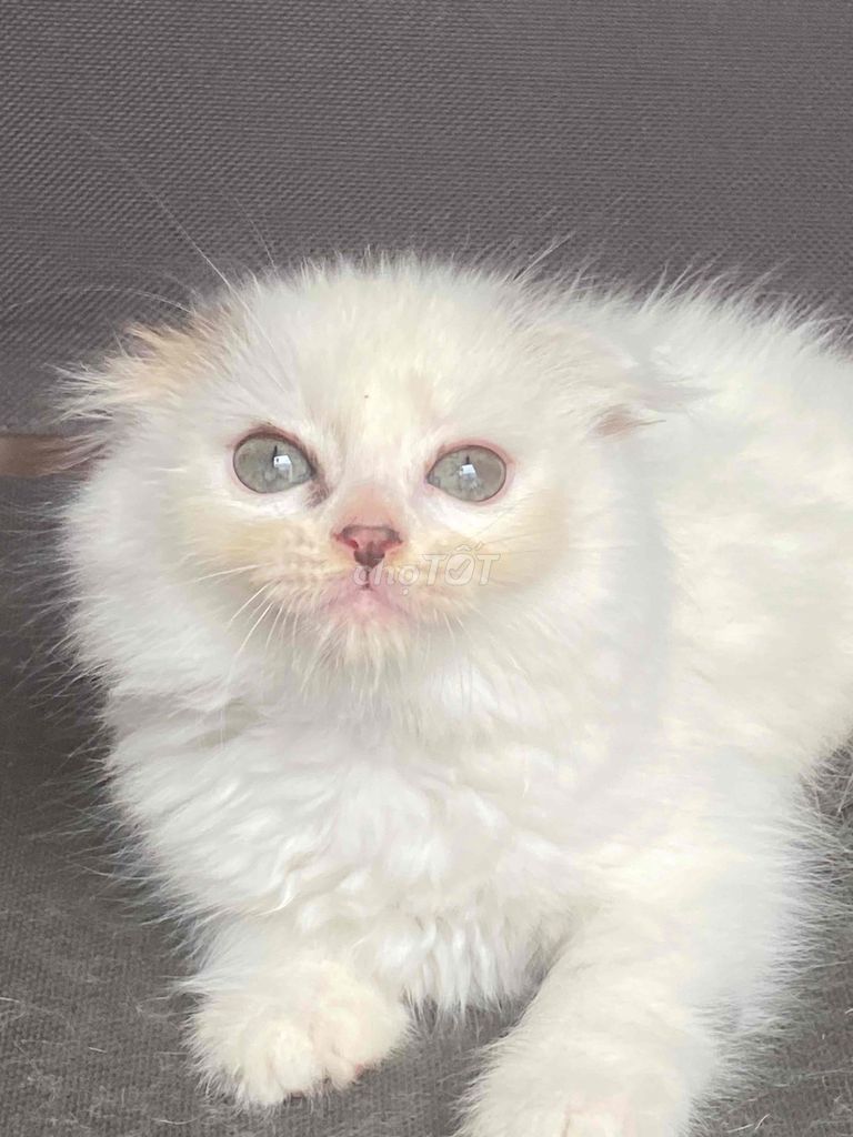 Mèo Anh lông ngắn đực tai cụp hơn 2 tháng. Mua bán Mèo tại Quận 10 Tp Hồ Chí Minh được đăng bởi ốc meo meo hình 1
