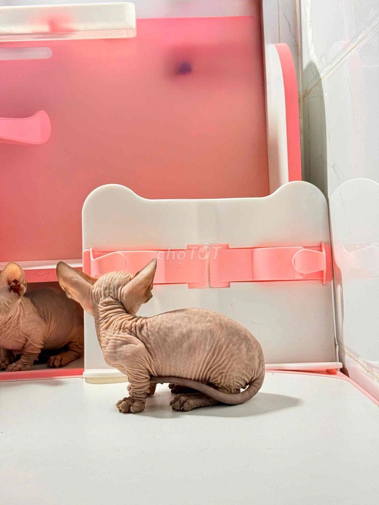 Mèo Sphynx đực  chân lùn cái chân cao. Mua bán Mèo tại Quận Cẩm Lệ Đà Nẵng được đăng bởi Bất Lực hình 1