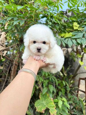 Chó Poodle Đực Cái Trắng Đã tiêm