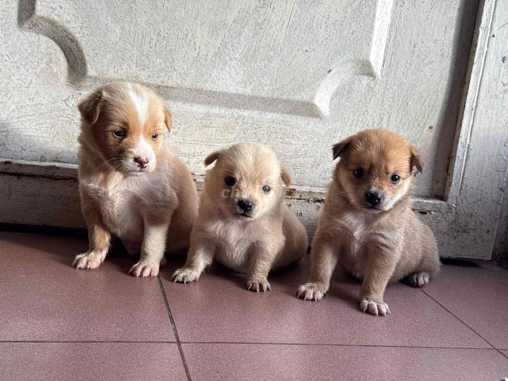 Chó nhật lai nhà nuôi. Mua bán Chó tại Quận 8 Tp Hồ Chí Minh được đăng bởi Phan hung tam hình 5