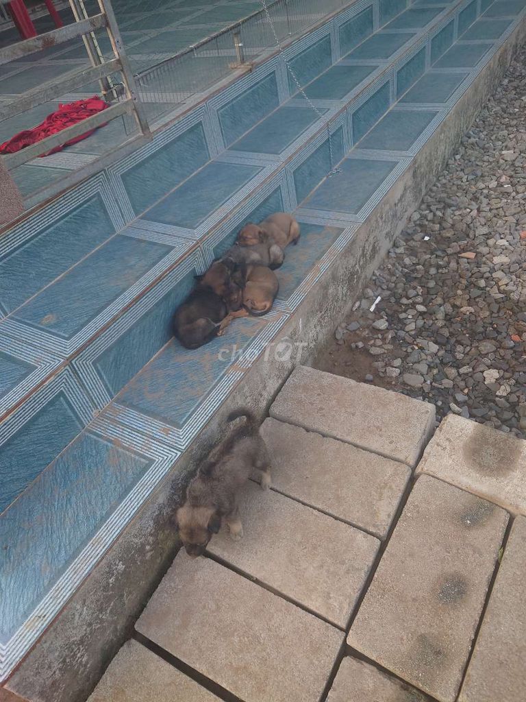 Chó con nhiều màu . Mua bán Chó tại Quận Bình Thuỷ Cần Thơ được đăng bởi Nguyen hình 1