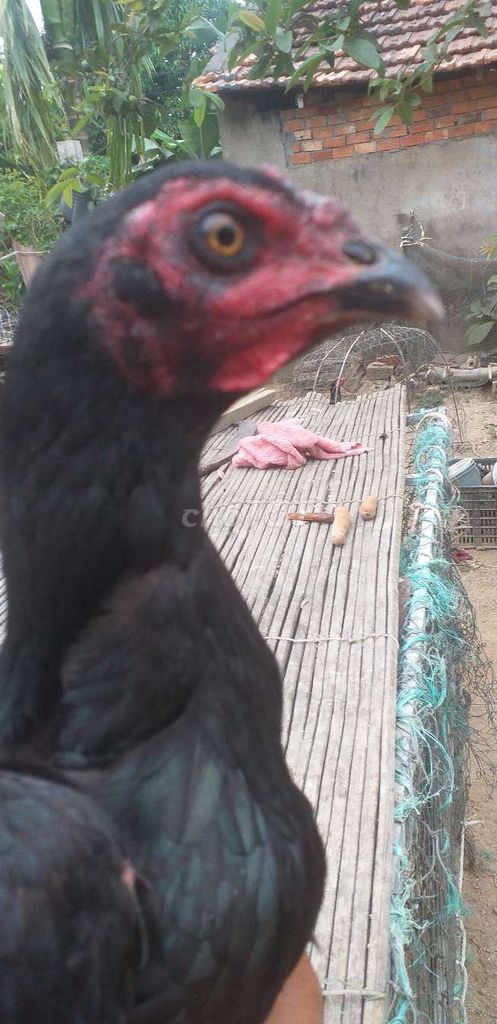 Gà mái  đẳng cấp . Mua bán Gà tại Quận Ngũ Hành Sơn Đà Nẵng được đăng bởi le hai hung hình 1