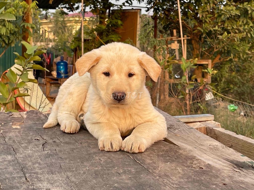 Gấu trắng