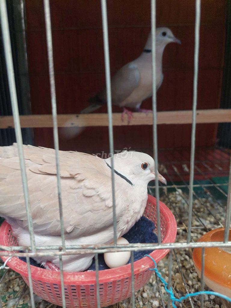 Chim Cu Pháp Trắng Xám đang sinh sản. Mua bán Chim tại Thành phố Thủ Đức Tp Hồ Chí Minh được đăng bởi Thắng Cu Pháp hình 1