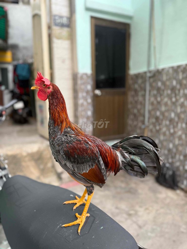 Gà Cuban trống 5 tháng. Mua bán Gà tại Quận 8 Tp Hồ Chí Minh được đăng bởi Tấn Sang hình 1