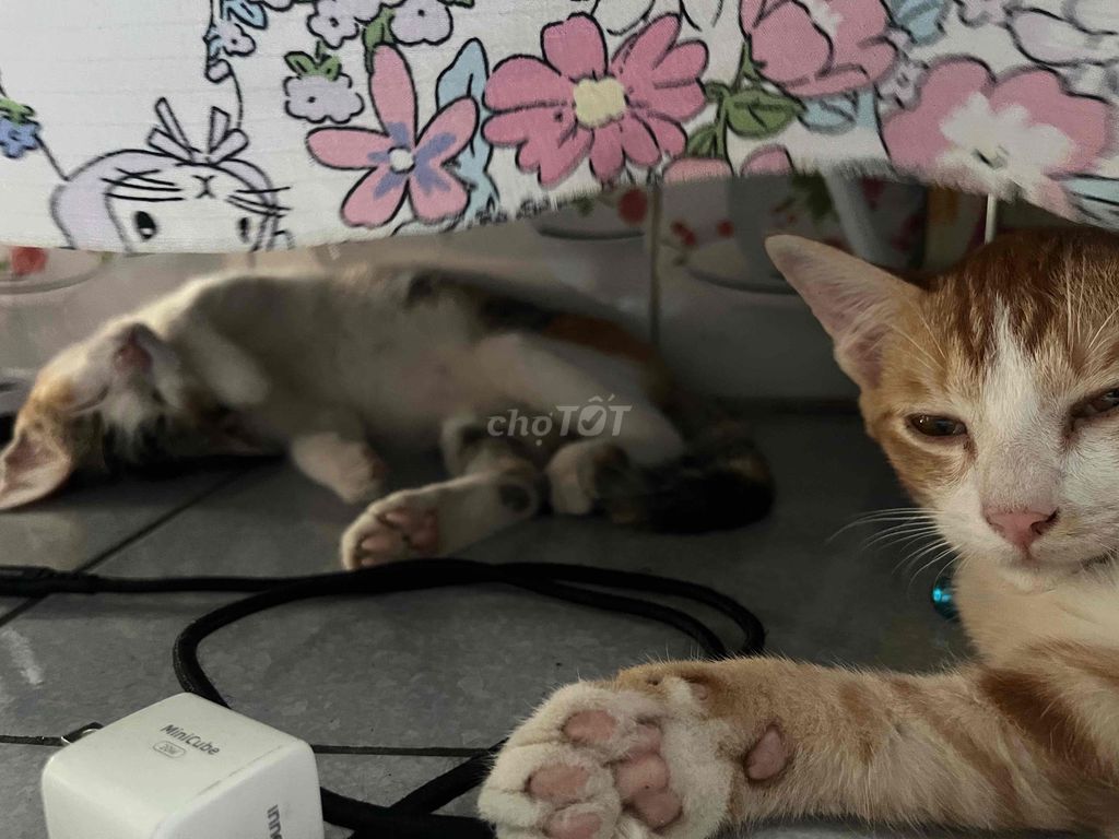 Mèo con dễ nuôi quấn chủ. Mua bán Mèo tại Huyện Củ Chi Tp Hồ Chí Minh được đăng bởi Khánh Di hình 1