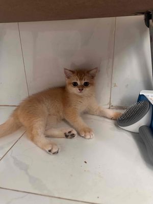 Tìm bố mẹ cho bé golden ny11 ( fix nhanh 300k)