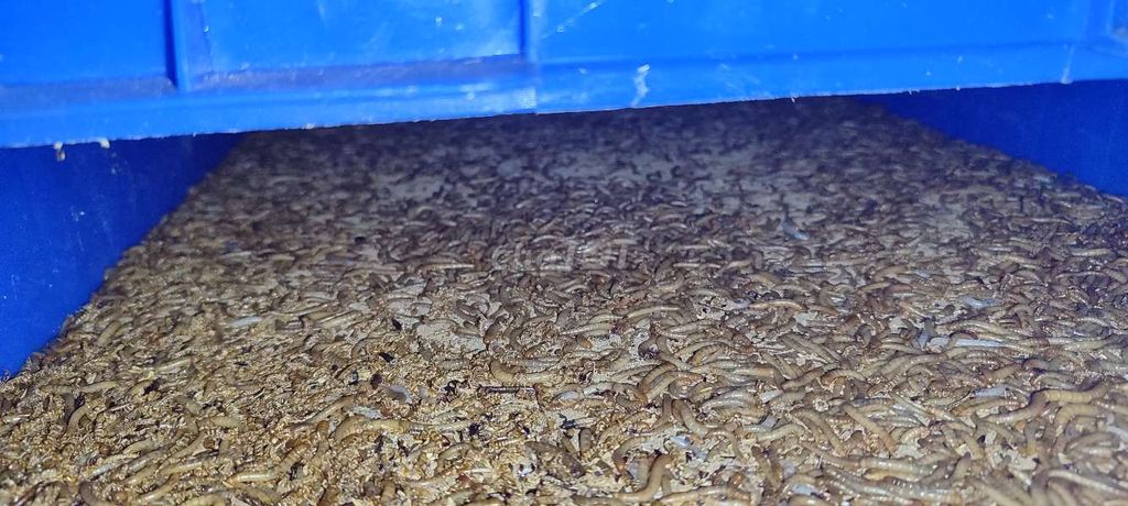 Sâu mealworm "sữa, thái, trung" 500g- 1kg. Mua bán Phụ kiện, Thức ăn, Dịch vụ tại Quận 6 Tp Hồ Chí Minh được đăng bởi Đông Sử hình 4