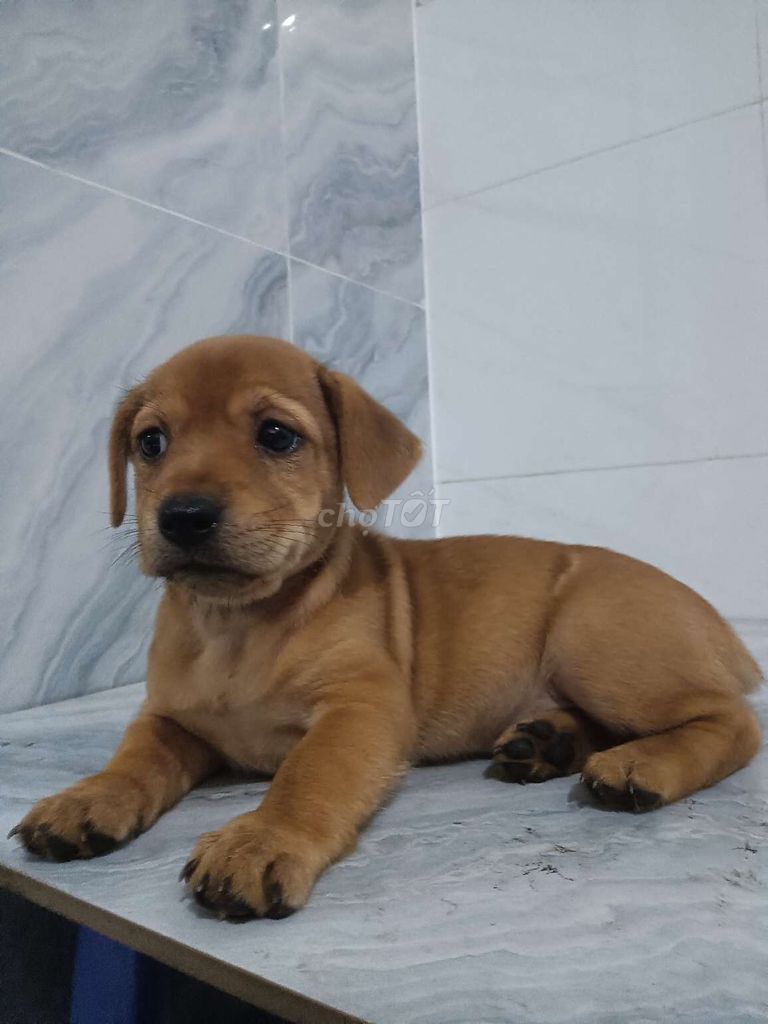 Chó Lạp xưởng vàng đực 2 tháng. Mua bán Chó tại Quận 6 Tp Hồ Chí Minh được đăng bởi Tăng Chí Lương  hình 1