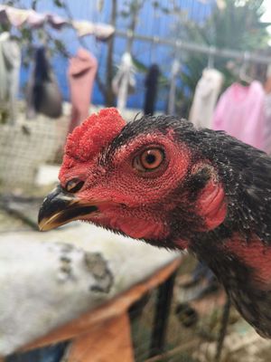 Xây nhà cần bán thanh lý. Mua bán Gà tại Huyện Thạch Thất Hà Nội được đăng bởi Quang Thịnh