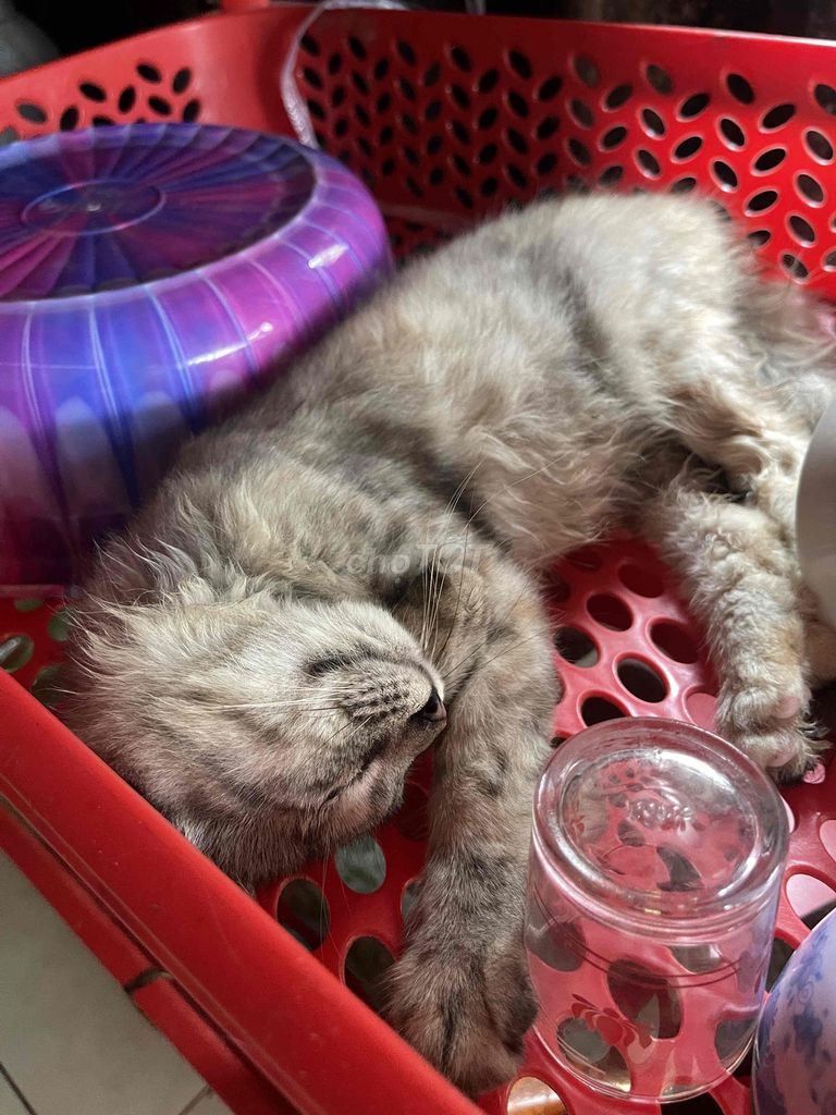 mèo aln-ald nhà đẻ từ 500.000. Mua bán Mèo tại Huyện Bình Chánh Tp Hồ Chí Minh được đăng bởi Linh hình 2