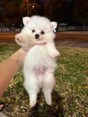 Chó Phốc sóc ( Pom Thái ) trắng