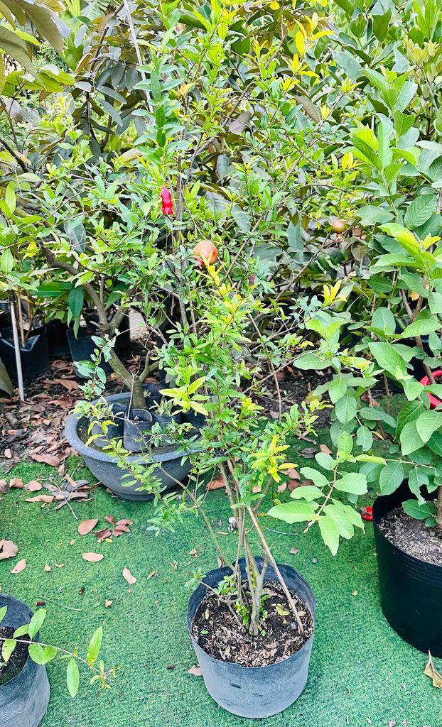 Lựu Ấn Độ cây khoẻ đang bông trái. Mua bán Cây cảnh, đồ trang trí tại Quận Gò Vấp Tp Hồ Chí Minh được đăng bởi Vườn Kiểng Nhà Nị Ny hình 1