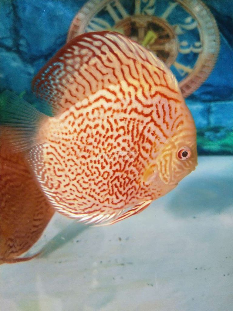 Cá dĩa Beo AB Body HB. Mua bán Thú cưng khác tại Quận Tân Bình Tp Hồ Chí Minh được đăng bởi Cá dĩa Như Ý hình 1