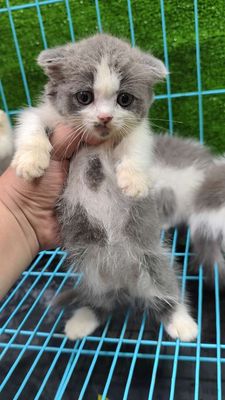 Mèo Munchklin. Mua bán Mèo tại Quận 5 Tp Hồ Chí Minh được đăng bởi Penta Store