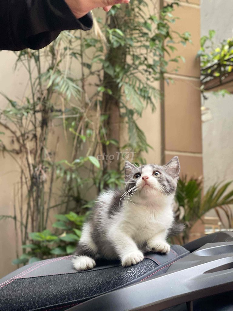 Aln tabby