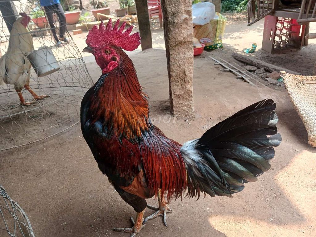 GàvĐiều xanh 2.5kg tay 1 cục. Mua bán Gà tại Huyện An Phú An Giang được đăng bởi Gà 67G1 hình 1