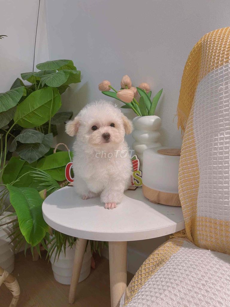 poodle và Pom đủ màu