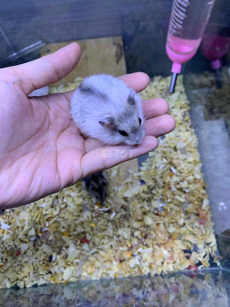 Bán mấy bé chuột Hamster dễ thương các màu
