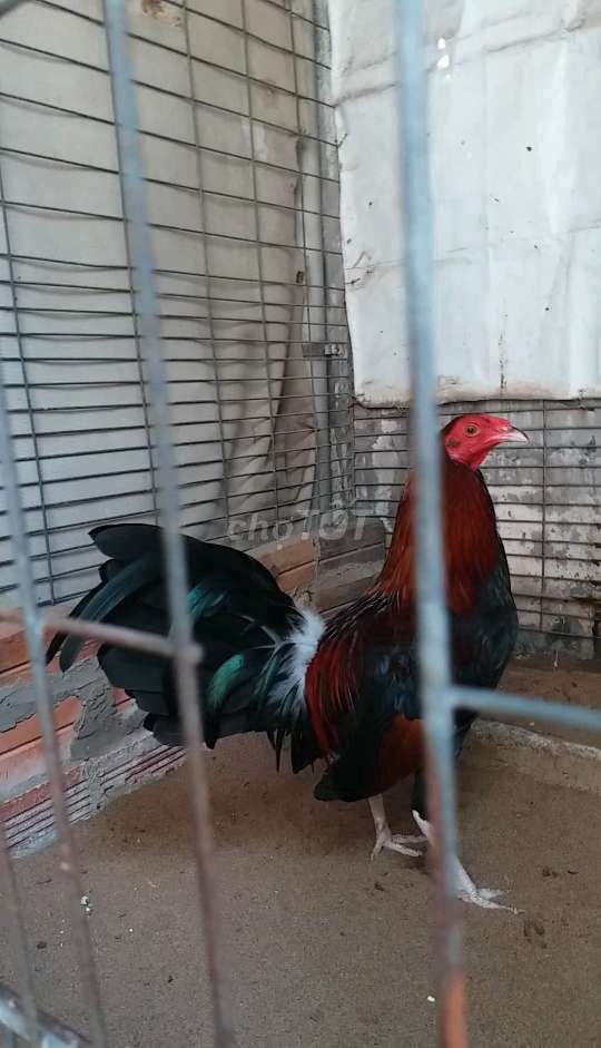Zin 1kg2 7 tháng rưỡi