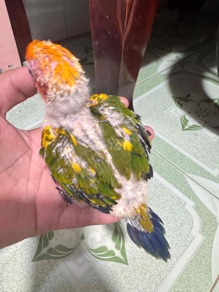 Vẹt Sun Conure chớm vàng hơn 1 tháng nói được. Mua bán Chim tại Quận Bình Thuỷ Cần Thơ được đăng bởi Thanh Tâm 1985 hình 1