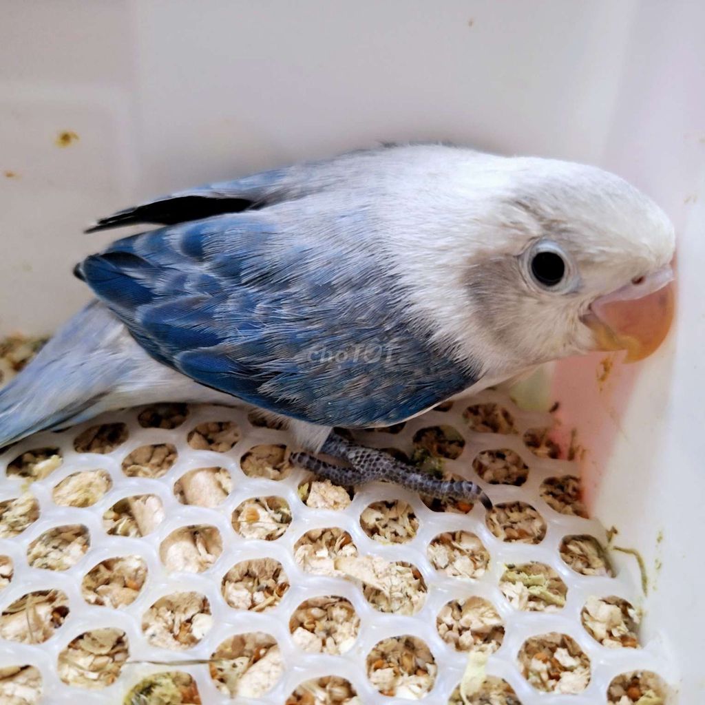 Vẹt lovebird có viền