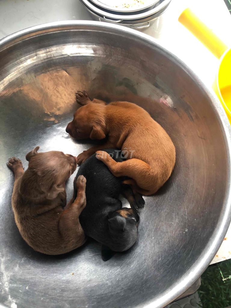 chó phóc hưu thuần chủng. Mua bán Chó tại Quận 12 Tp Hồ Chí Minh được đăng bởi Nguyễn hoàng vinh quang hình 4