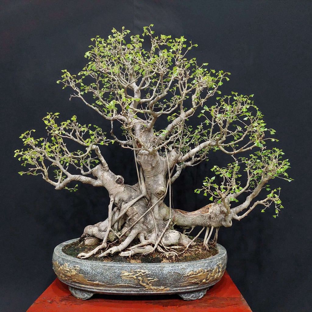 Cây cảnh Sanh quê hình con rùa 68cm. Mua bán Cây cảnh, đồ trang trí tại Quận Hải Châu Đà Nẵng được đăng bởi Trần Xuân Dương hình 1